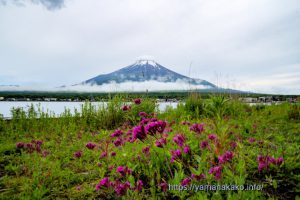 湖畔に咲くムシトリナデシコ