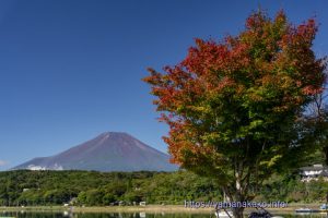 湖畔の少し染まった木と富士山