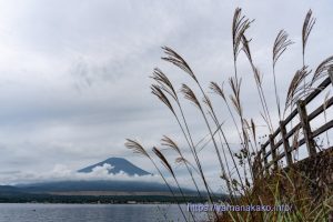 湖畔からススキと富士山