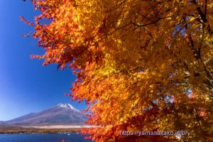 黄葉から紅葉と富士山