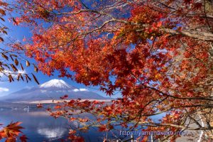 少なくなった紅葉と富士山