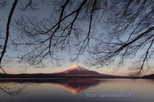 枝の下から富士山を望む