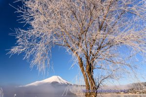 霧氷で白くなった木と富士山