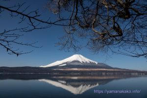湖畔に突き出た枝の下から逆さ富士を望む