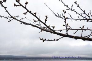 2023 桜の開花定点観測 Vol.01