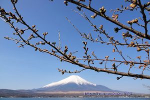 2023 桜の開花定点観測 Vol.05