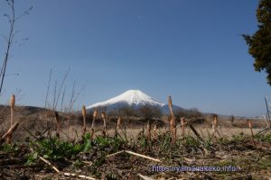 つくしと富士山