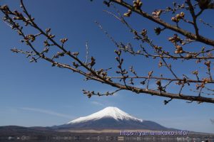 2023 桜の開花定点観測 Vol.06