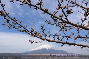 2023 桜の開花定点観測 Vol.07