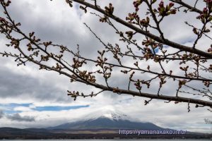2023 桜の開花定点観測 Vol.08