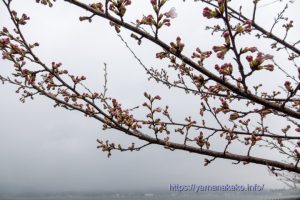 2023 桜の開花定点観測 Vol.09