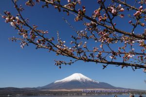 2023 桜の開花定点観測 VOL.10