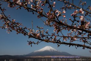 2023 桜の開花定点観測 VOL.11