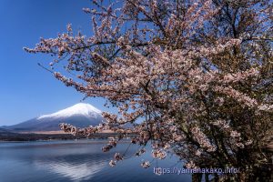 長池湖畔の桜