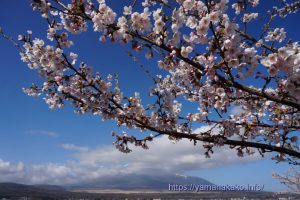 2023 桜の開花定点観測 VOL.13