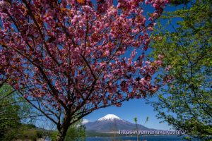 八重桜と富士山