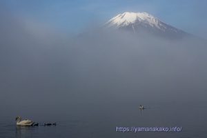 霧の向こうに富士山、手前に白鳥親子