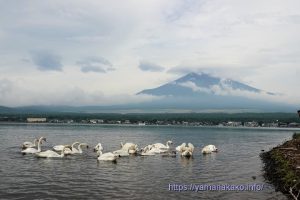 曇りだけど山頂以外は見えた富士山と白鳥たち