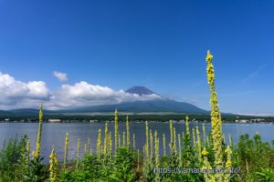 長池湖畔から今朝の富士山