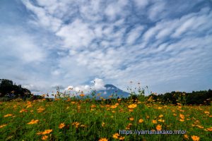 オレンジフレア畑から望む富士山