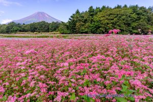 赤そばの花