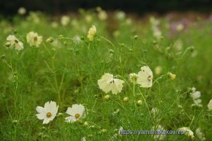 花の都公園のイエローキャンパス