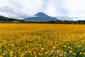 花の都公園のキバナコスモス