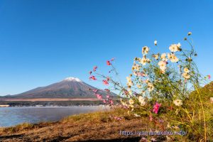 湖畔に咲くコスモスと富士山