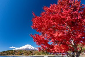 紅葉と冬のように雪を被った富士山