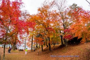 旭日丘湖畔緑地公園の紅葉