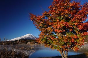 湖畔の紅葉と富士山