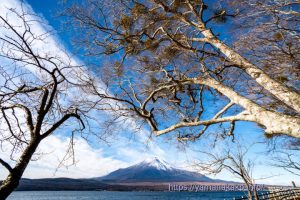 木の下から望む富士山