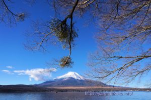 ヤドリギの下から富士山を望む