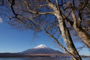 葉のない木の下から望む富士山