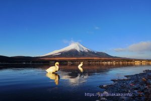朝日を浴びる白鳥と富士山
