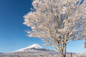 真っ白になった木と富士山