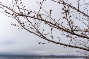 2024 桜の開花定点観測 Vol.01