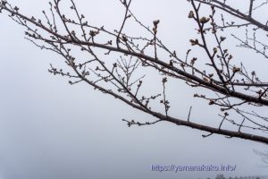 2024 桜の開花定点観測 Vol.02