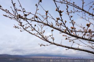 2024 桜の開花定点観測 Vol.03