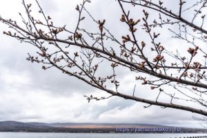 2024 桜の開花定点観測 VOL.04