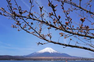 2024 桜の開花定点観測 VOL.06