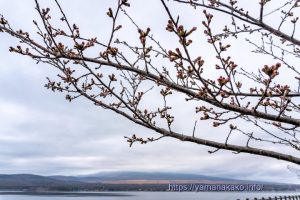 2024 桜の開花定点観測 Vol.07