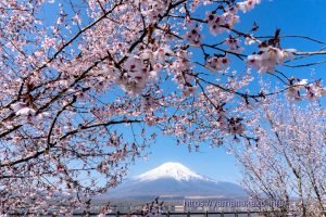 見頃となった富士桜