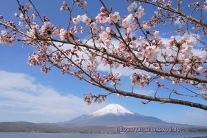 2024 桜の開花定点観測 VOL.09