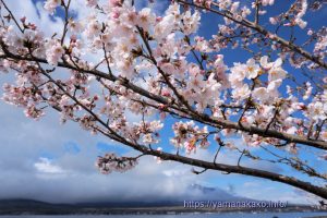 2024 桜の開花定点観測 VOL.10