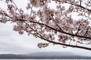 2024 桜の開花定点観測 VOL.11