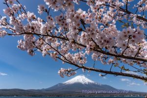 2024 桜の開花定点観測 VOL.12