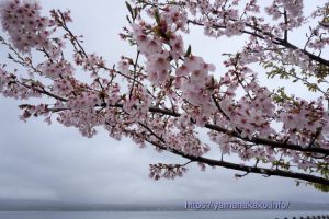 2024 桜の開花定点観測 VOL.13