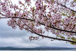 2024 桜の開花定点観測 VOL.14