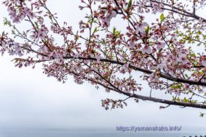 2024 桜の開花定点観測 VOL.15